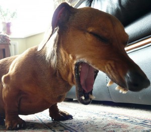 common dog health problems cough