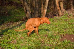 common dog health problems