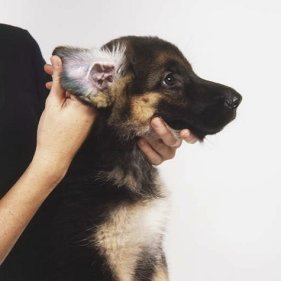 common dog health problems ear