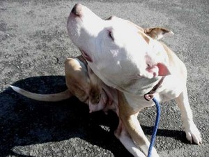 common dog health problems