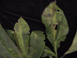 garden diseases