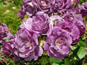downy mildew