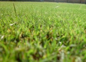 herbicide injury