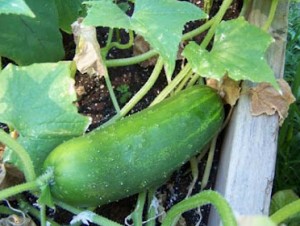 bacterial wilt