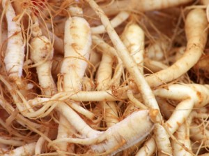 Fresh Ginseng Roots