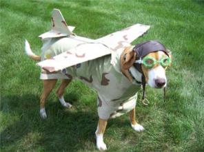 flying with your dog