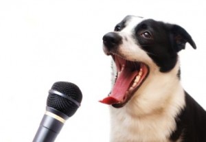 pet news channel