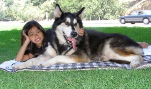 top 10 largest dog breeds Alaskan malamute