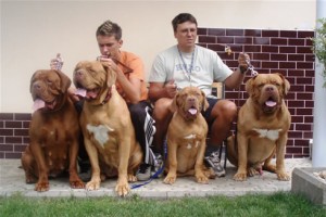 top 10 largest dog breeds Dogue de Bordeaux