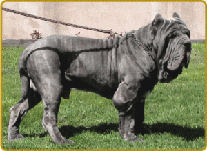 top 10 largest dog breeds Neapolitan Mastiff