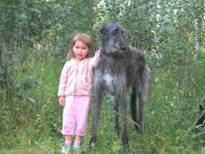 top 10 largest dog breeds Scottish Deerhound