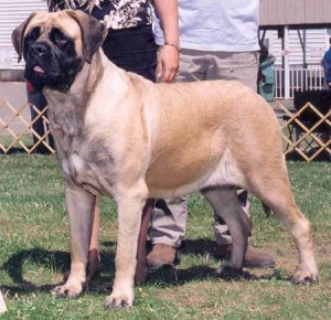 top 10 largest dog breeds english mastiff