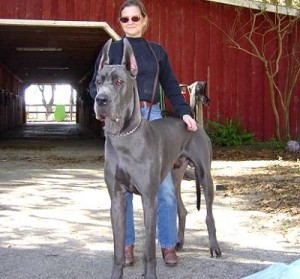 top 10 largest dog breeds great dane