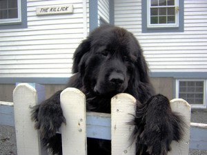 top 10 largest dog breeds newfoundland