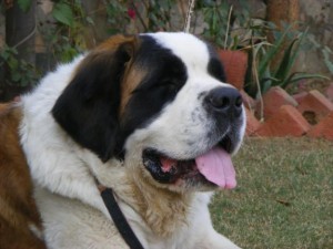 top 10 largest dog breeds st bernard