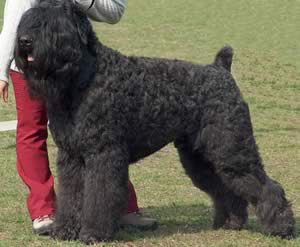 top 10 largest dog breeds Black Russian Terrier