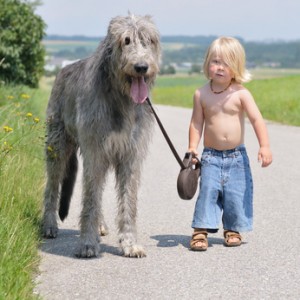 Top 10 largest dog breeds the irish wolfhound