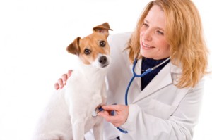 vet