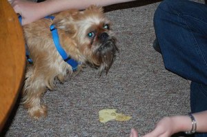common dog health problems