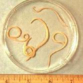 worms