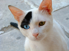 Litter Box