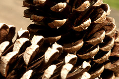 PB Pinecone