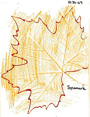 Leaf Rubbings