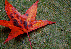 Wax Leaves