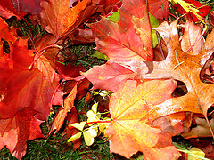 Collect Leaves