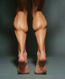 calf