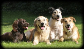 large dog breeds