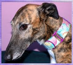 cooling collar