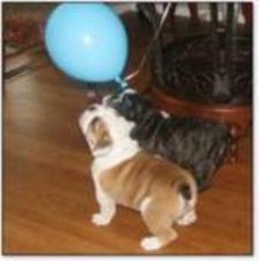 spoil your dog