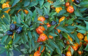 Produce