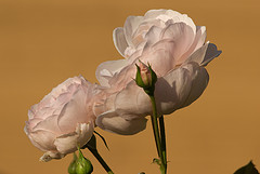 Pale Pink with Taupe