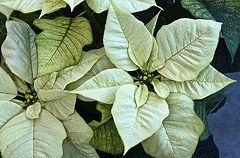 White poinsettias en masse