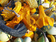 Gourds and mini pumpkins