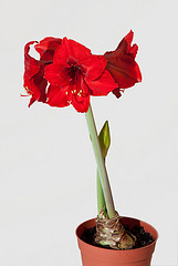 Paper whites and Amaryllis