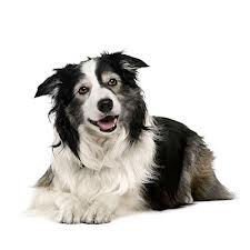 Pet Health