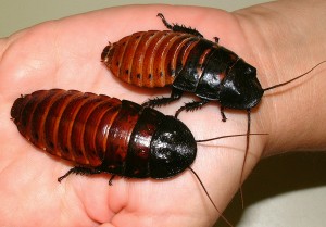 The Roach That Ate Cleveland