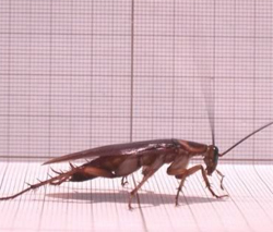 Bet On The Roach 