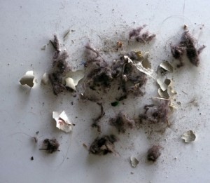 Cough Roaches