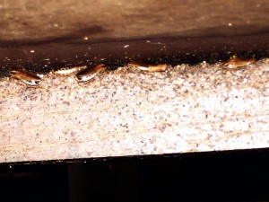 Flat As A Cockroach