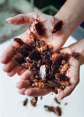 cockroach facts