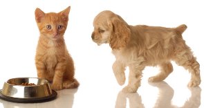 specialty pet products