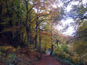  Woodland Walks