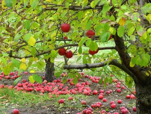 top 10 orchard fruit gifts