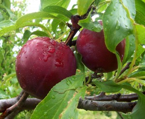 top 10 orchard fruit gifts plums