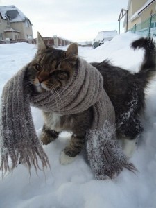top 10 winter weather safety tips think of pets