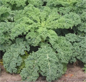 Kale Chips